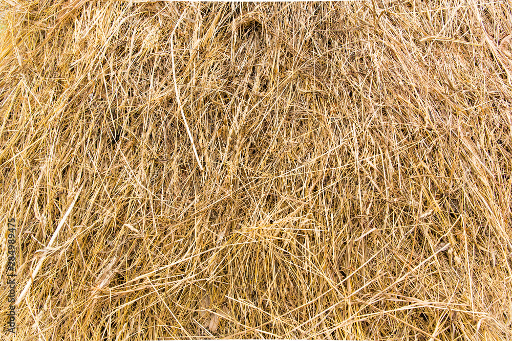 background in straw or dry grass background in straw or dry grass