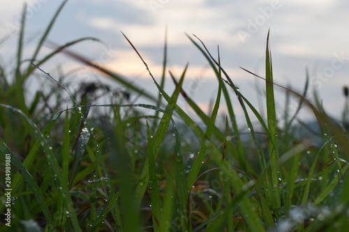 Fototapeta Naklejka Na Ścianę i Meble -  grass on background of blue sky