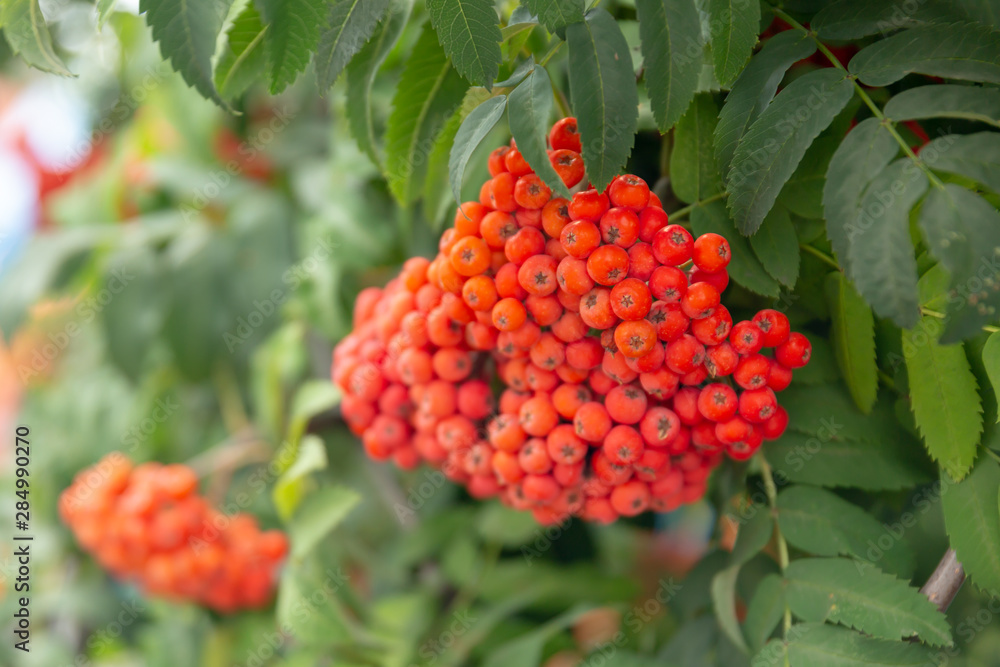 Bright red clusters of mountain ash hanging on a green branch.