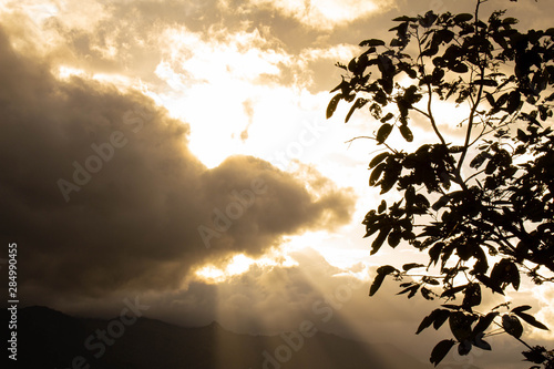 Silhouette of tree on dramatic sky background in the rainy season. Selective focus.