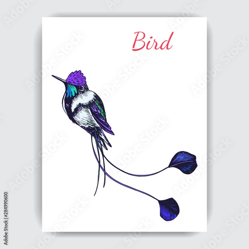 Sketch hand drawn pattern with hummingbird. Animals illustration colibri birds.