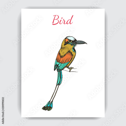 Sketch hand drawn pattern with hummingbird. Animals illustration colibri birds.