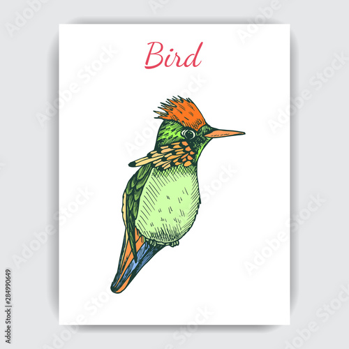 Sketch hand drawn pattern with hummingbird. Animals illustration colibri birds.