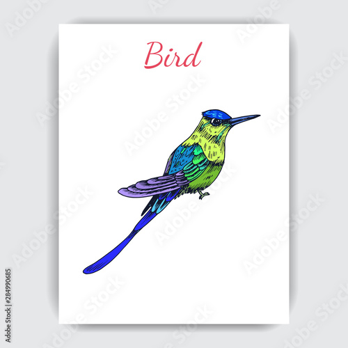 Sketch hand drawn pattern with hummingbird. Animals illustration colibri birds.