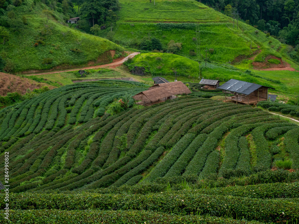 Beautiful landscape view of Tea Plantation 2,000 in the evening with raining at Angkhang mountain, Fang Chiang Mai. Tourist attraction in northern of Thailand.