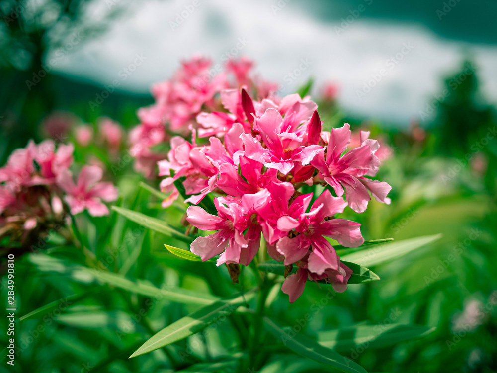 Fototapeta premium Pink flowers with leaves in the garden on summer day.