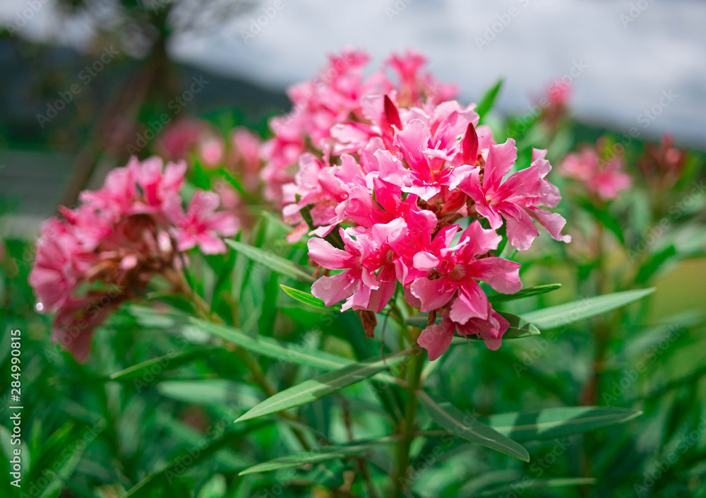 Pink flowers with leaves in the garden on summer day. Pink flowers with leaves in the garden on summer day.