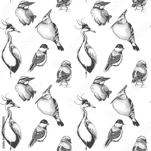 Sketch hand drawn pattern with heron, hoopoe, Blue jay, Erithacus rubecula, magpie. Animals illustration birds.
