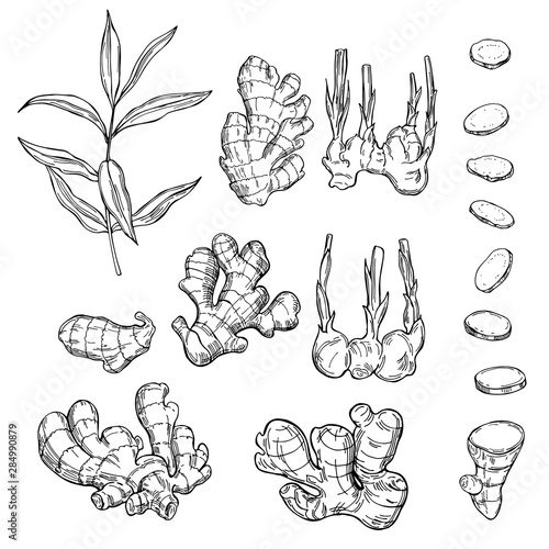 Ginger, root, leaves. Hand drawn sketch illustration