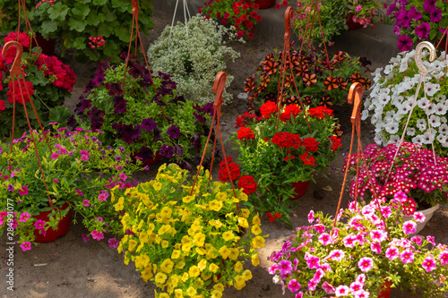 Colorful petunias in flower pots in the flower shop in the nursery.