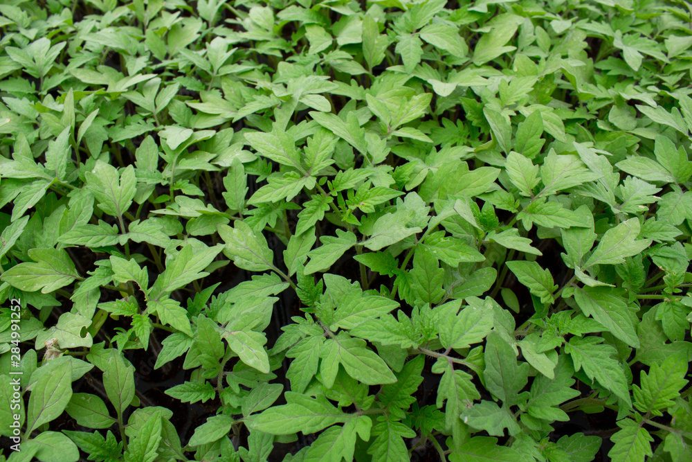 The young plants growing in a greenhouse in summer day. Selective focus. The young plants growing in a greenhouse in summer day. Selective focus.