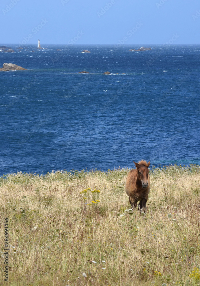 Young horse in Brittany, France