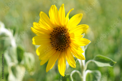 Eine gelbe Sonnenblume im Sonnenschein