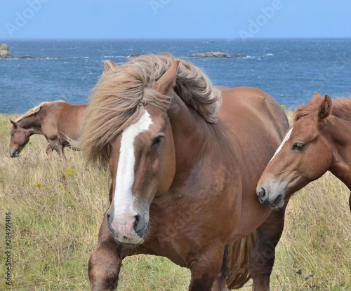 Horses in Brittany, France