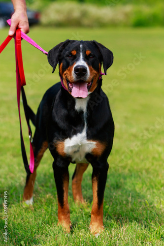 Appenzeller mountain dog