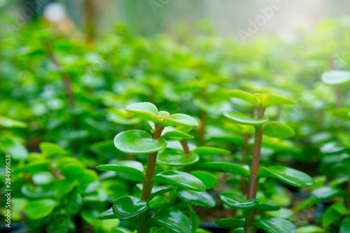 Close-up of The young plants growing in a greenhouse for sell. Selective focus.