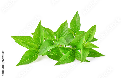 Fresh basil leaf isolated on white background.