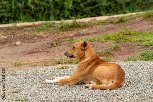 A brown dog lying on ground in the garden.