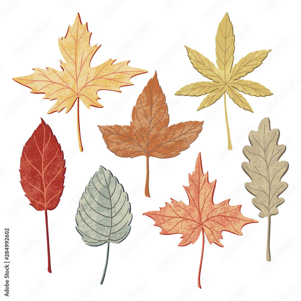 Set of autumn, fall leaves - oak, maple, birch, aspen, flat style with texture, vector illustration isolated on white background. Set of hand drawn fall leaves, autumn symbols Set of autumn, fall leaves - oak, maple, birch, aspen, flat style with texture, vector illustration isolated on white background. Set of hand drawn fall leaves, autumn symbols