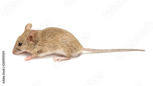 home mouse on a white background
