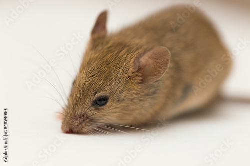 home mouse on a white background