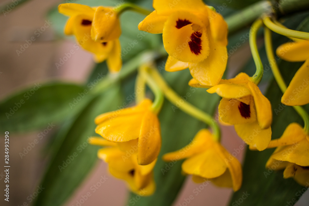 Yellow Orchids in Cherrapunji, Meghalaya, India Yellow Orchids in Cherrapunji, Meghalaya, India