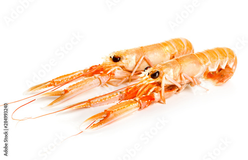 Norway lobsters isolated on white background
