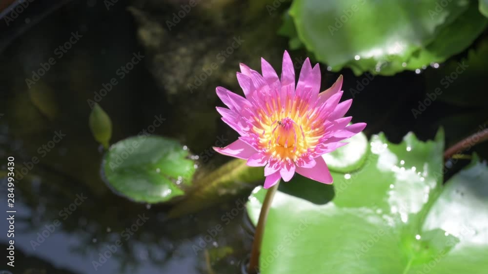 Beautiful Pink Lotus flower in pond,Nature concept Beautiful Pink Lotus flower in pond,Nature concept
