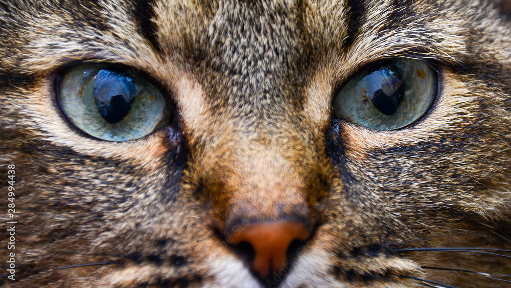 Beautiful cat portrait. Close-up view of a European Shorthair cat. Close up view of a european shorthair cat with selective focus. nature