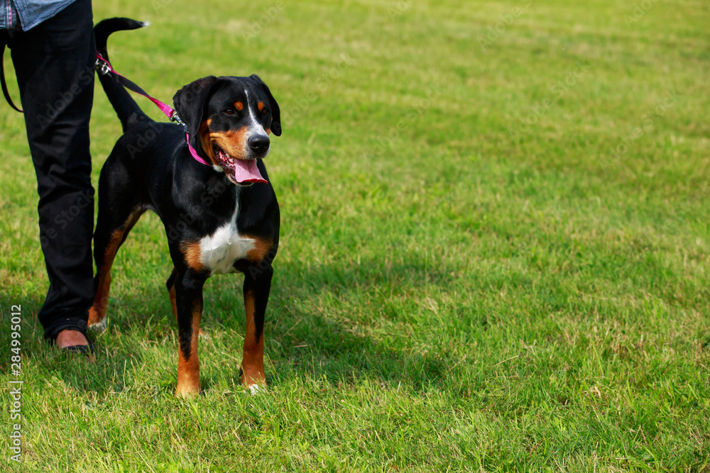 Appenzeller mountain dog