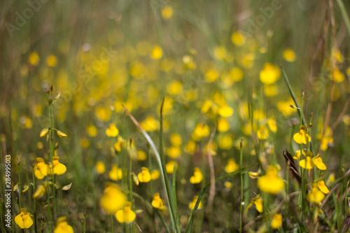 Yellow Grass Flower in Meghalaya  India