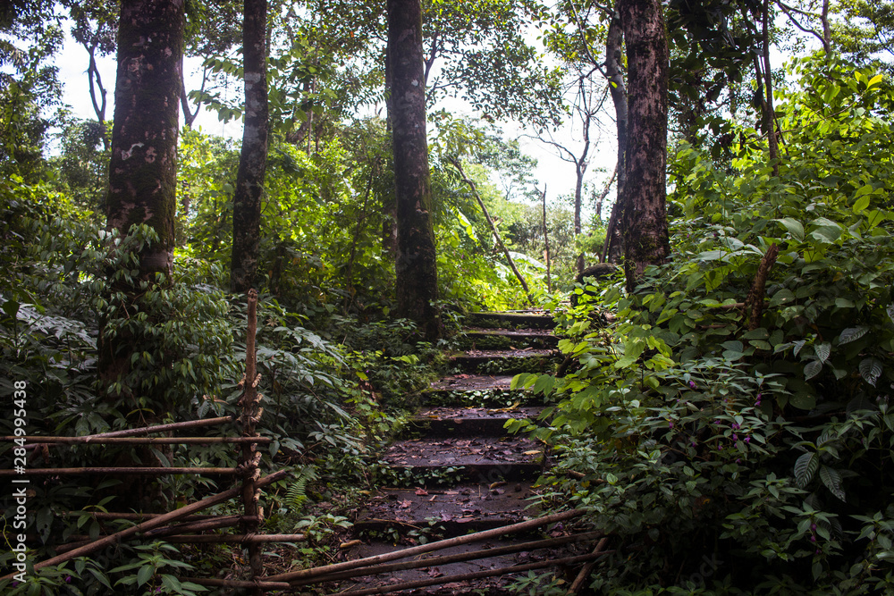 Calm Walkway Steps in the Woods Located in Northeastern Indian state of Meghalaya Calm Walkway Steps in the Woods Located in Northeastern Indian state of Meghalaya