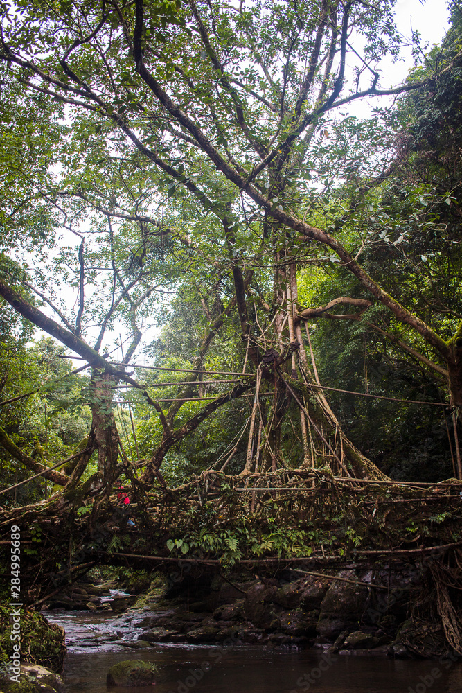 Fototapeta premium Living Root Bridge in Mawlynnong, Meghalaya, India