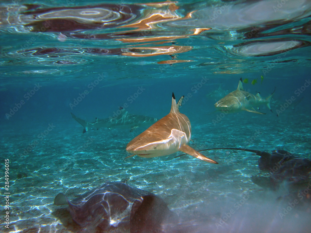 Obraz premium Riffhai