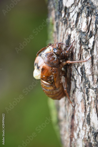 Emergence of the cicada (side shot) / セミの羽化（ヨコから）