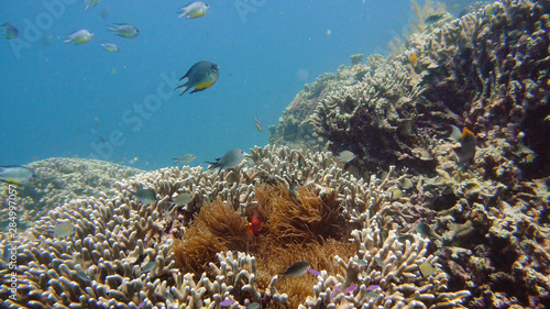 Sea anemone and clown fish on coral reef  tropical fishes. Underwater world diving and snorkeling on coral reef. Hard and soft corals underwater landscape