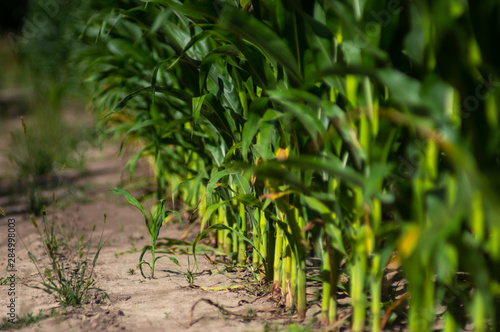 Edge of the corn field