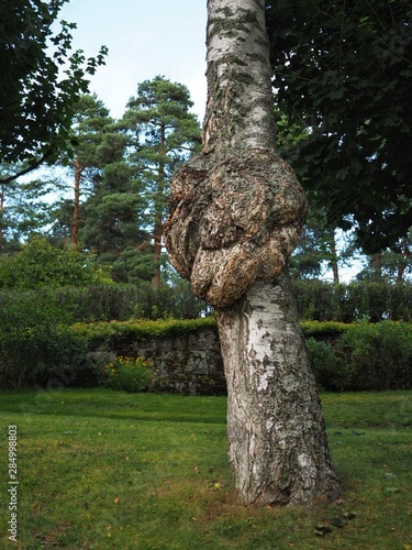 A large burr or burl on the trunk of a birch tree - betula pendula.