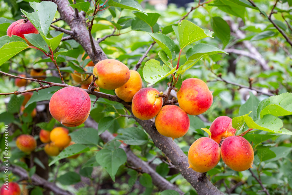 Apricots ripen on a tree in own garden. Domestic agriculture concept