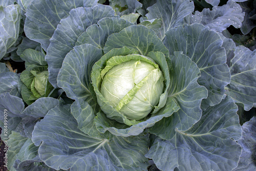 Obraz premium Large appetizing cabbage grows in the own garden