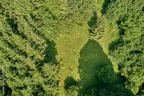 Plantation of spruce trees. Top down aerial view. Green spruce on the slope aerial view from the side. © Berg