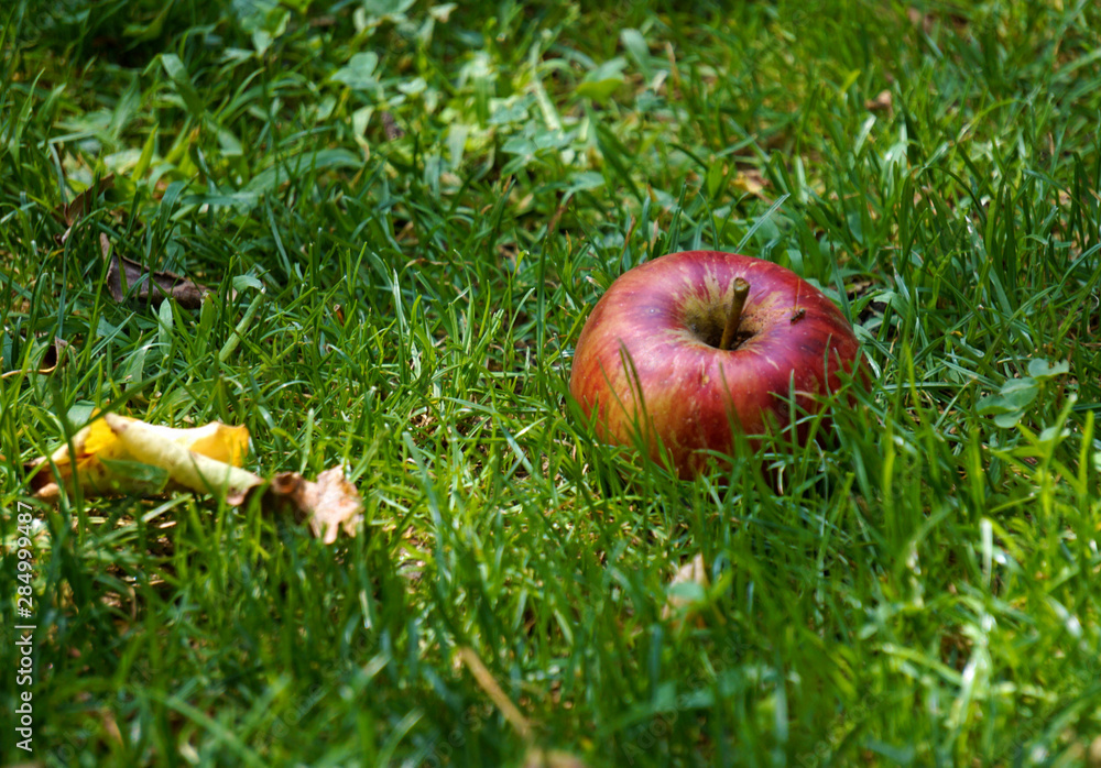 Red apple on grass with yellow fallen leaves. Red apple on grass with yellow fallen leaves.