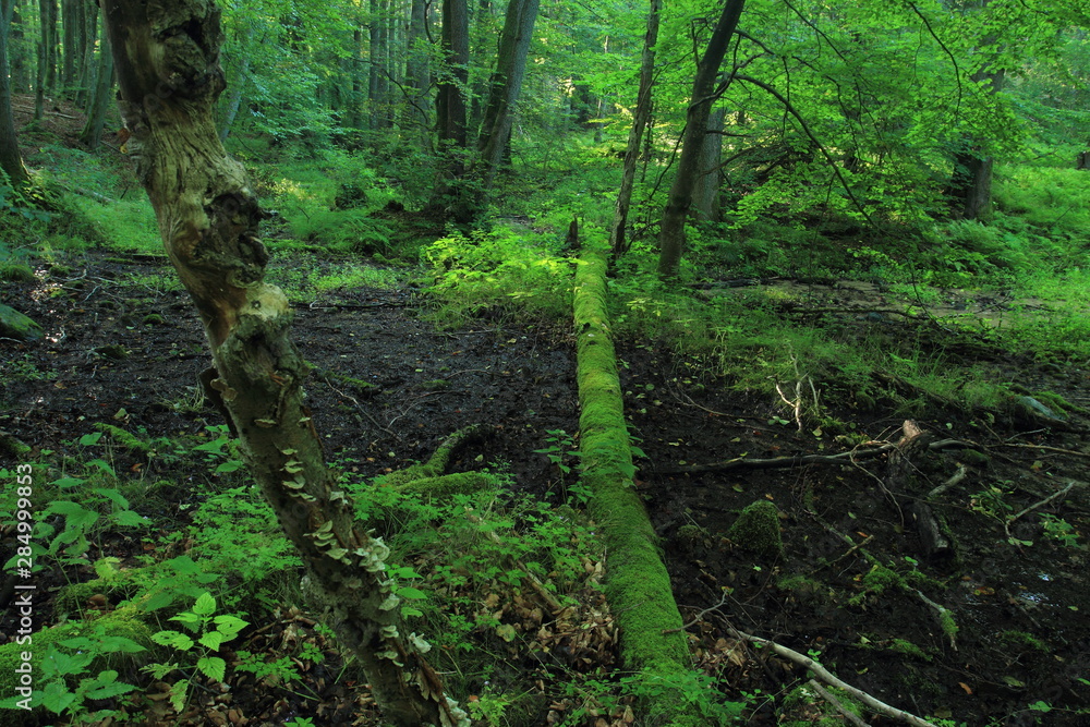 Old tree fallen in alluvial forest and covered by moss. Cisowa Natural Reserve, Gdynia, Poland Old tree fallen in alluvial forest and covered by moss. Cisowa Natural Reserve, Gdynia, Poland
