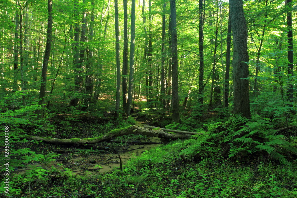 Nature reserve in summer. Alluvial forest, Cisowa Nature Reserve, Gdynia, Poland Nature reserve in summer. Alluvial forest, Cisowa Nature Reserve, Gdynia, Poland