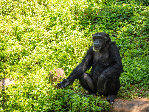 Chimpanzees are very intelligent animals © nitinan