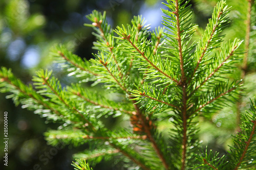 Natural sprig of spruce