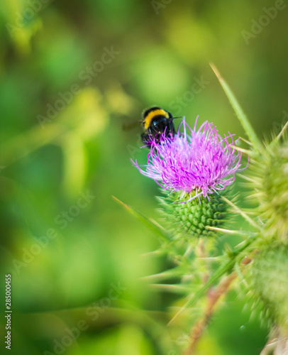 Bumblebee pollinating the milk thistle on the meadow on the Netherlands, natural background