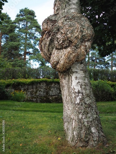 A large burr or burl on the trunk of a birch tree - betula pendula. photo