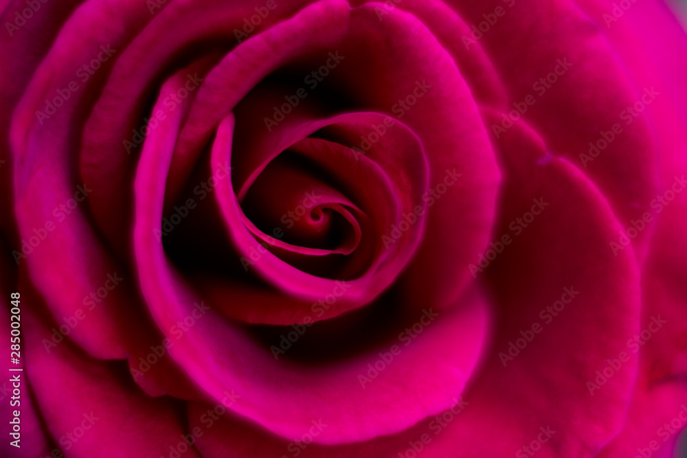 Red Roses Red Roses