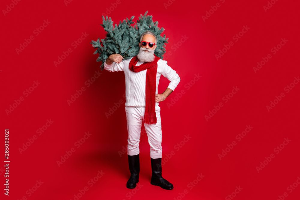 Full length body size view of his he nice attractive handsome virile masculine confident gray-haired man in pullover sweater carrying festal tree isolated on bright vivid shine red background Full length body size view of his he nice attractive handsome virile masculine confident gray-haired man in pullover sweater carrying festal tree isolated on bright vivid shine red background